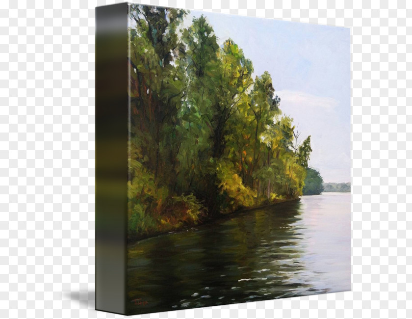 Tree Water Resources Pond Landscape PNG