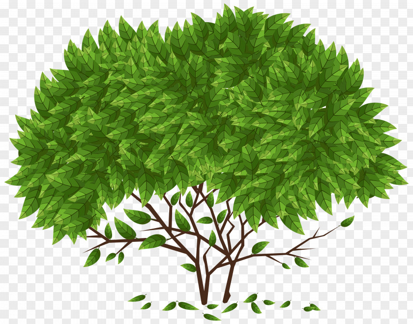 Tree PNG