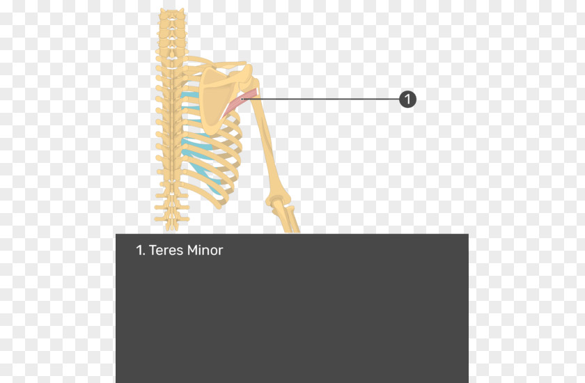 Arm Supraspinatus Muscle Teres Minor Infraspinatus Major PNG