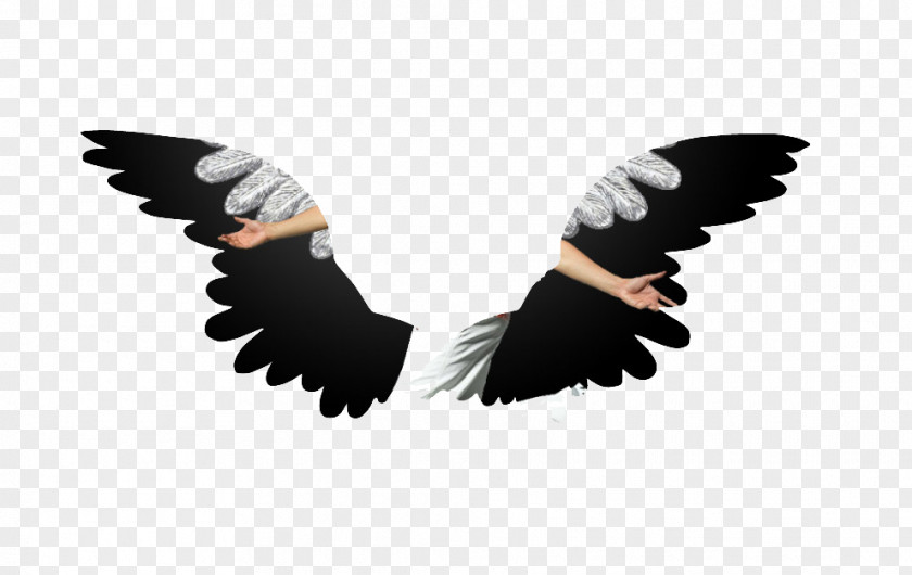 Black Wings Graphic Design Designer Advertising PNG