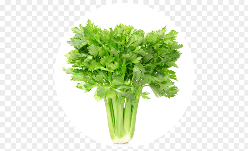 Celery Juice Eating Nutrition Vegetable PNG