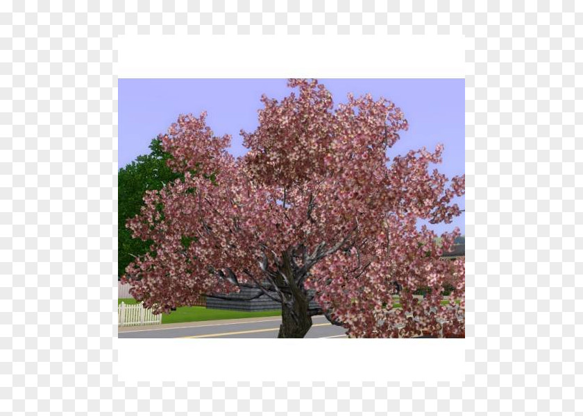 Cherry Blossom Prunus Shrub ST.AU.150 MIN.V.UNC.NR AD PNG