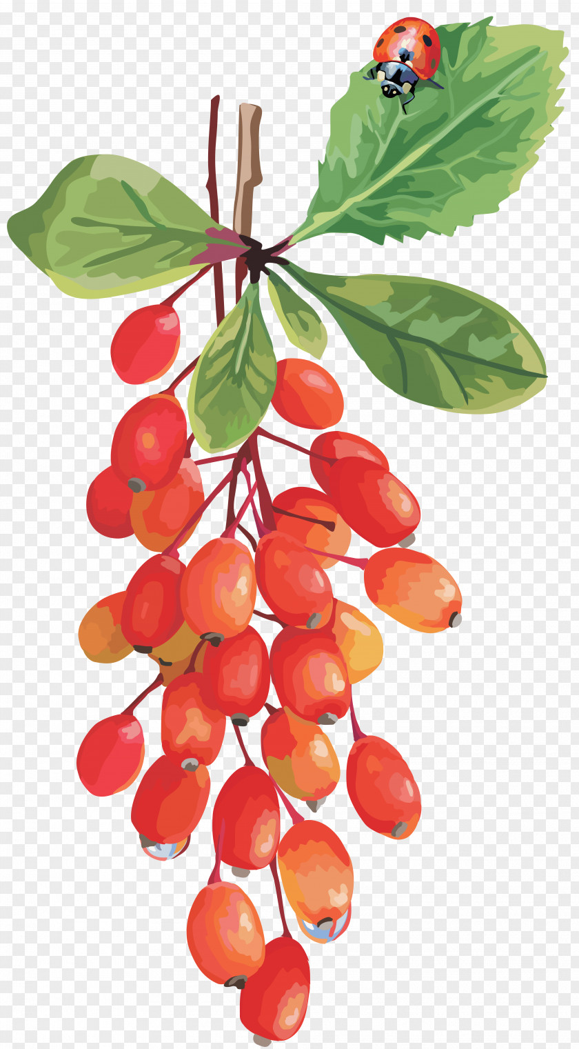 Cherry Cranberry Lingonberry Grape PNG