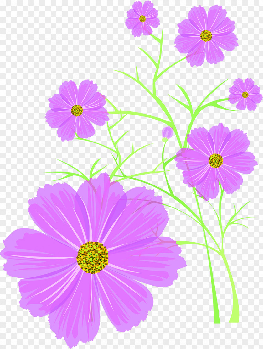 Cosmos Flower Woman PNG