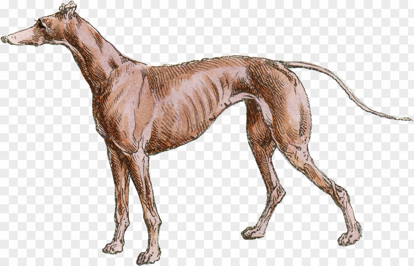 Whippet Italian Greyhound Mudhol Hound Spanish PNG