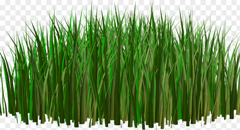 Grass Herbaceous Plant Кормовые культуры Digital Image Clip Art PNG
