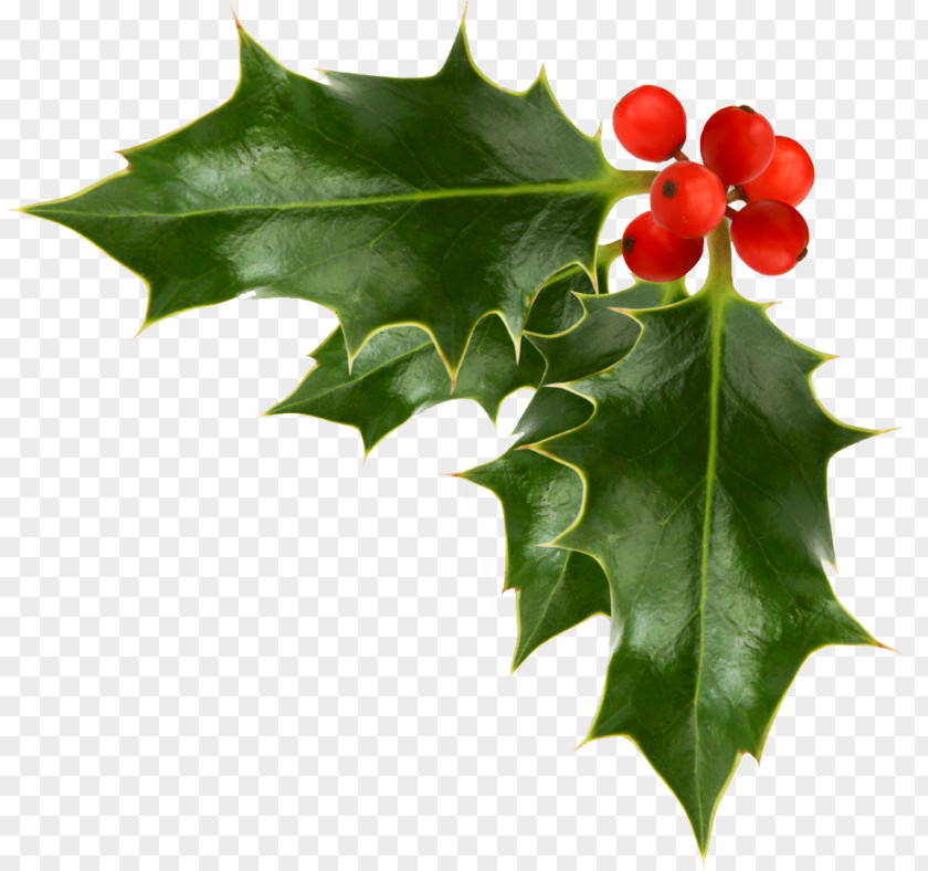 Holly Illustration Material Christmas Decoration Common Ornament Clip Art PNG
