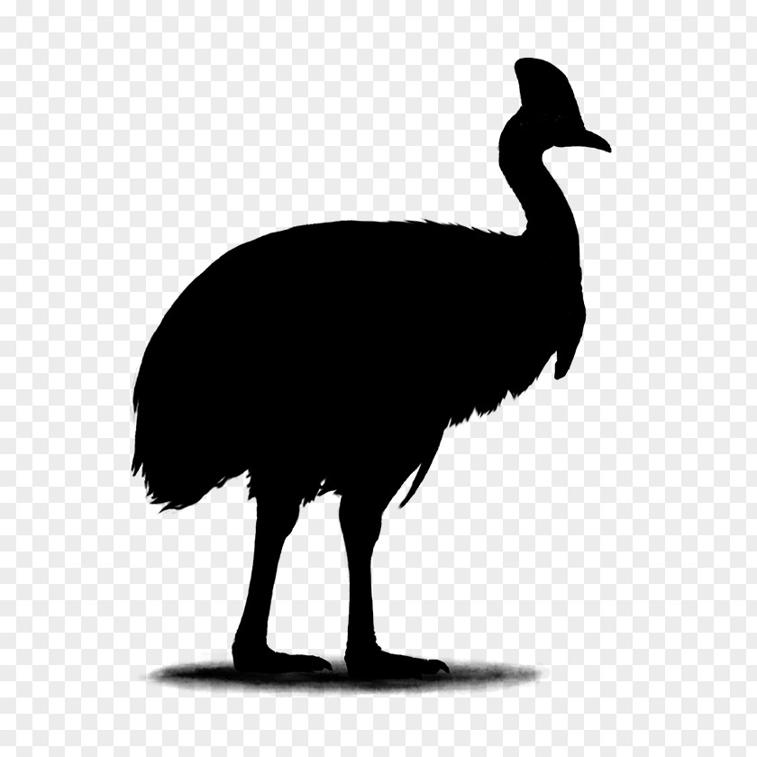 Horse Common Ostrich Trot Animal PNG