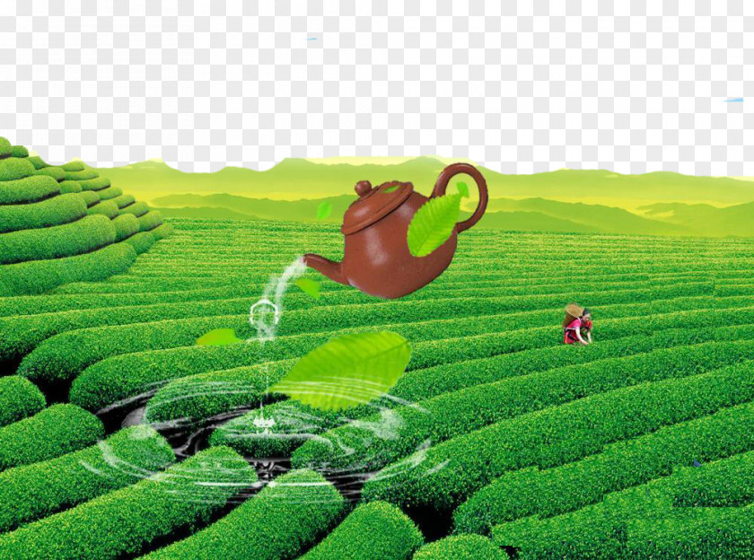 Tea Field Beauty Green Yum Cha Chinese Kettle PNG