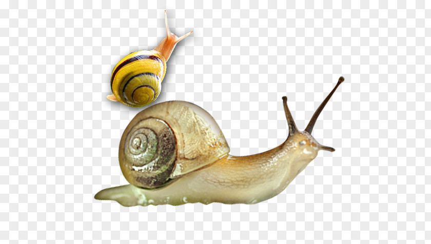 Walking Snail Sea Orthogastropoda Slug Cosmetics PNG