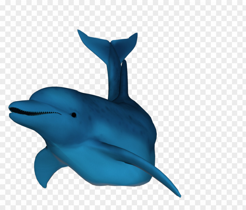 Dolphin Cetacea Symbol PNG