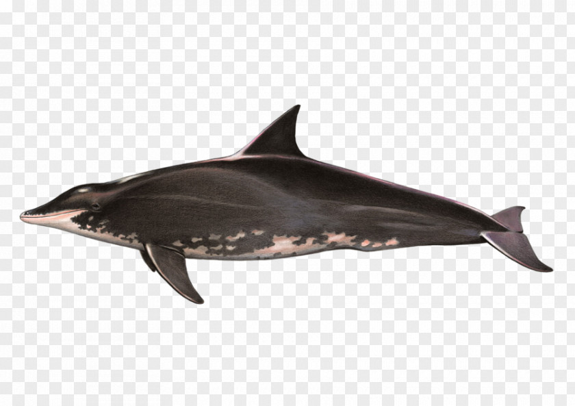 Marine Fish Tucuxi Rough-toothed Dolphin Toothed Whale Common Bottlenose Short-beaked PNG