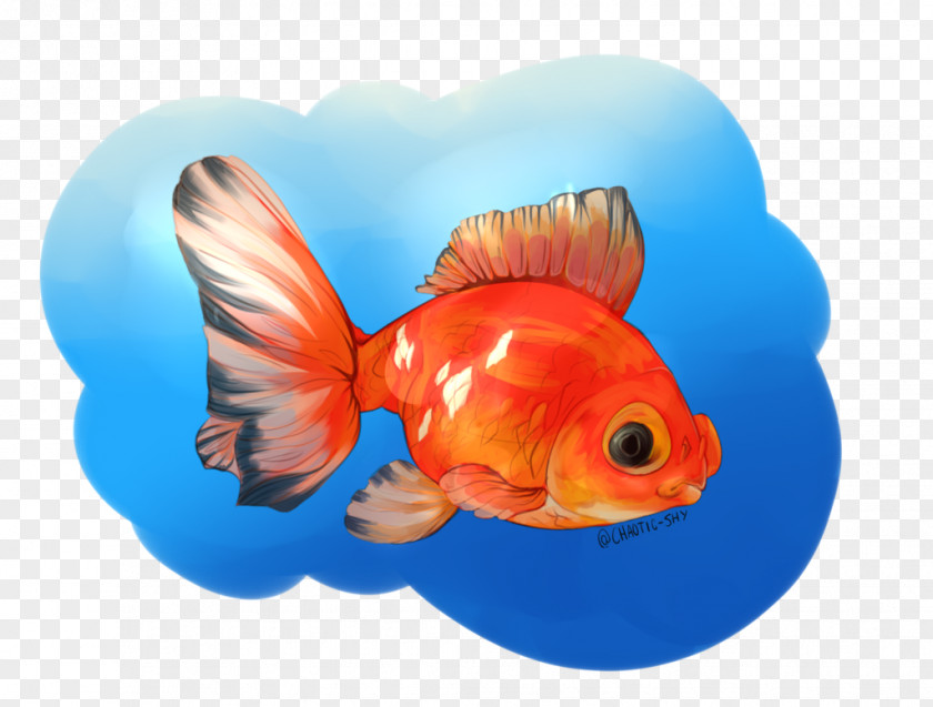 Pidgeon Graphic Goldfish Feeder Fish Fin Marine Biology PNG