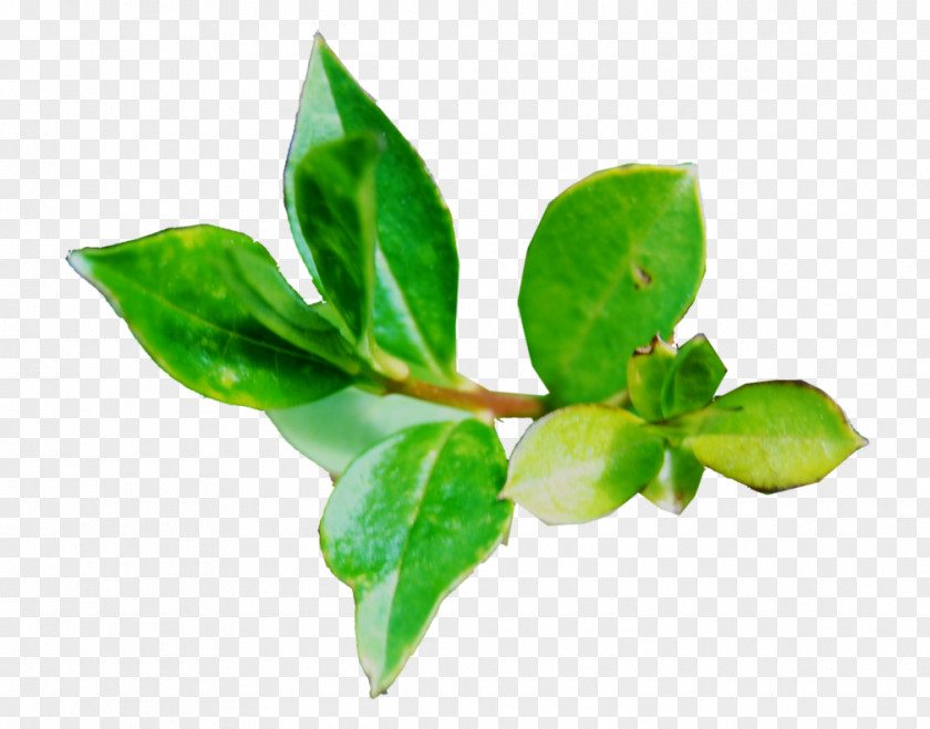 Share Leaf Plant Stem Herb Branching PNG