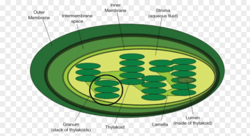 Cell Biology Thylakoid Chloroplast Granum Photosynthesis PNG