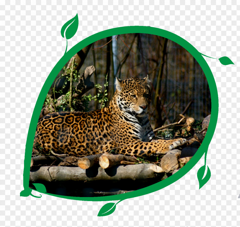 Jaguar Cars Leopard Felidae Cat PNG