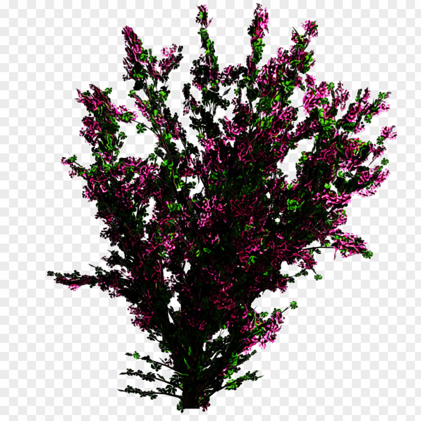Lobelia Loosestrife And Pomegranate Family Tree Background PNG