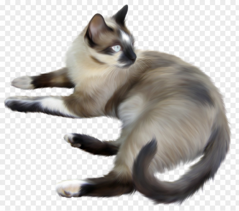 Lynx Siamese Cat Kitten Felidae Tiger Black PNG