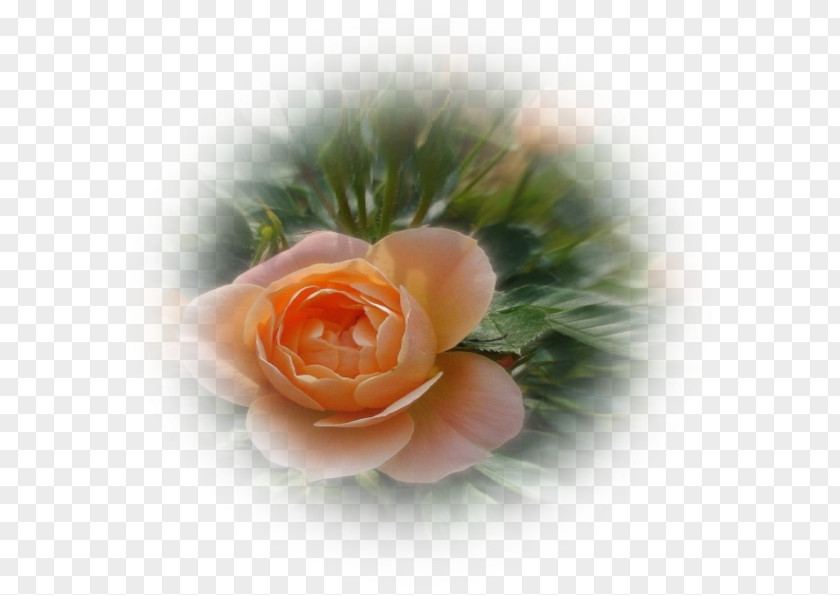 Rose Garden Roses Petal Close-up PNG