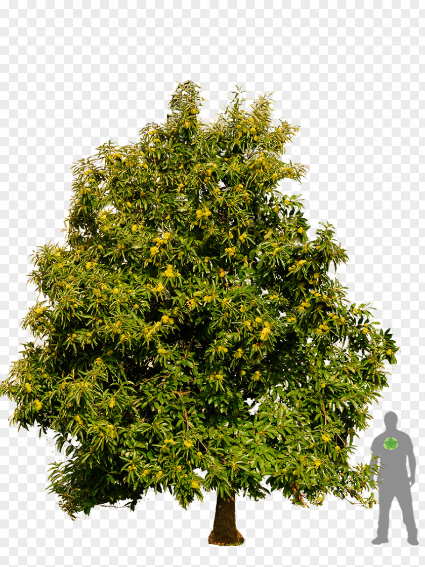 Tree English Oak White Wood Acorn PNG