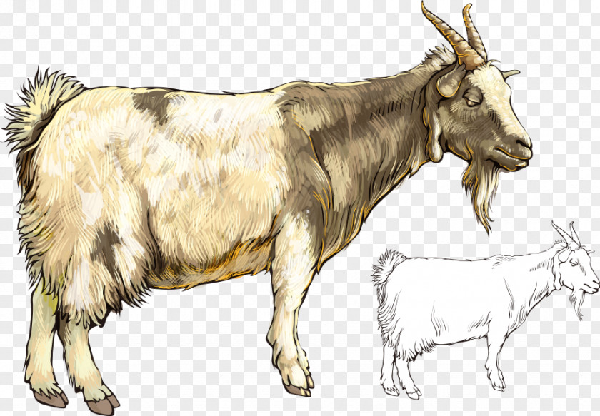 Vector Cartoon Painted Goat Sheepu2013goat Hybrid PNG