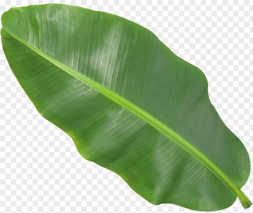 Banana Leaf PNG