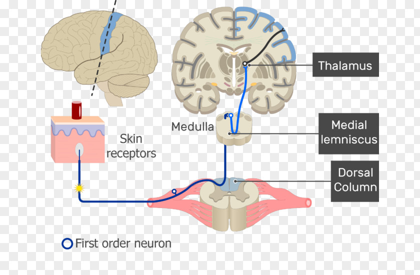 Brain Sensory Neuron Nervous System Neural Pathway PNG