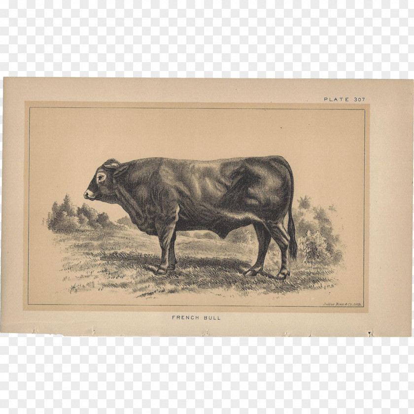 Bull Cattle Ox Pig Picture Frames PNG