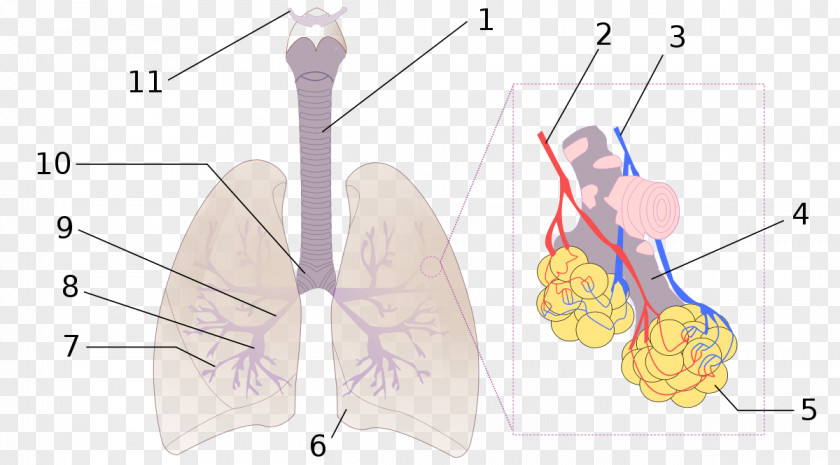 Dead Space Pulmonary Alveolus Lung Bronchus Anatomy Bronchiole PNG