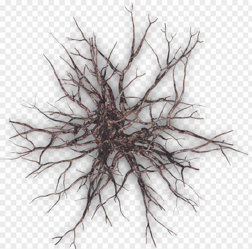 Dead Tree Twig Plant Branch PNG