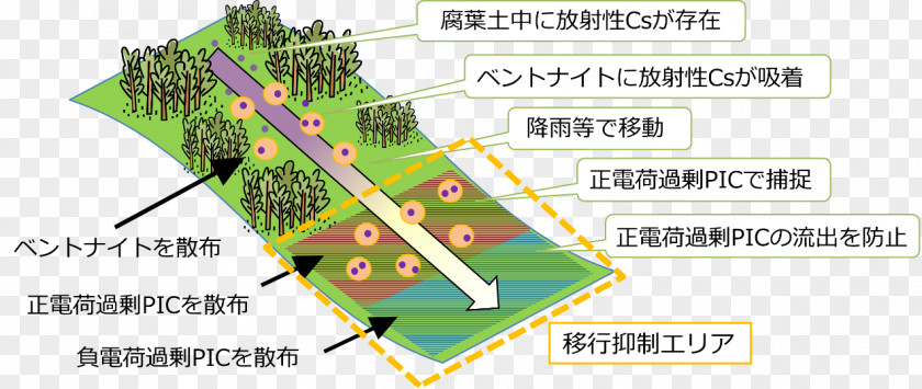 Forest Fukushima Daiichi Nuclear Disaster Ecosystem Research Forestry PNG