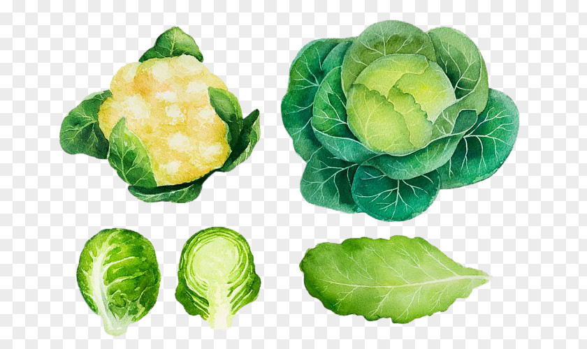 Hand-painted Cauliflower Cabbage Brussels Sprout Vegetable Watercolor Painting Logo PNG