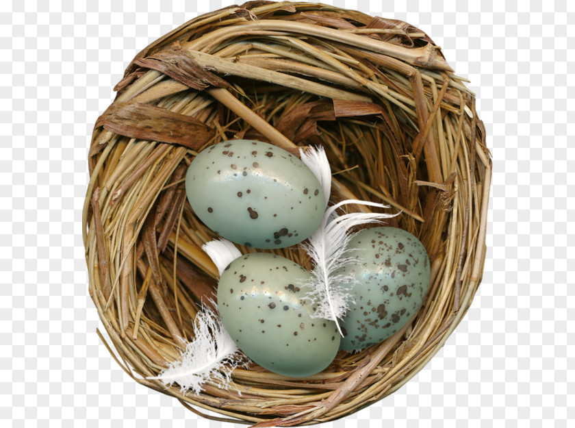 Nest Eggs Edible Birds Egg PNG