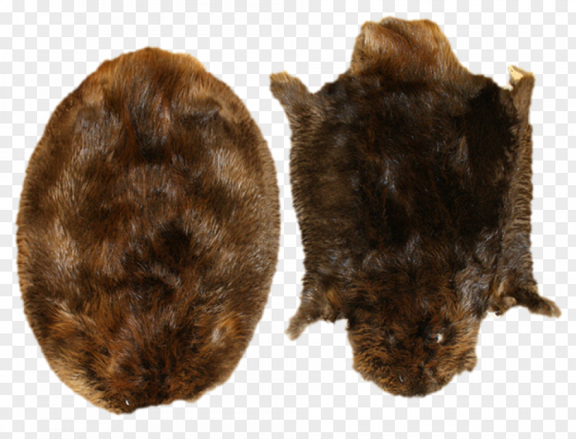 Beaver North American Muskrat Fur Rodent Biberfell PNG