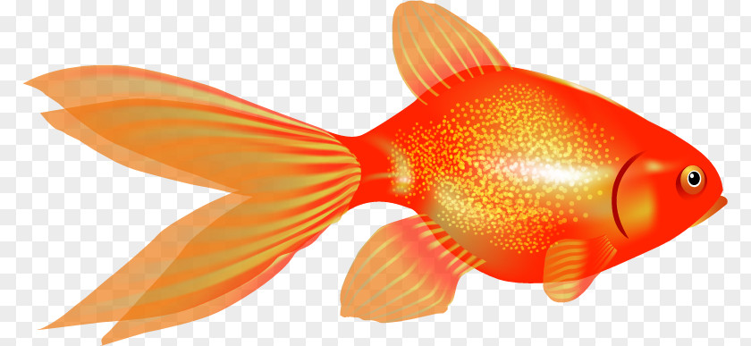 Fish Goldfish Ornamental PNG