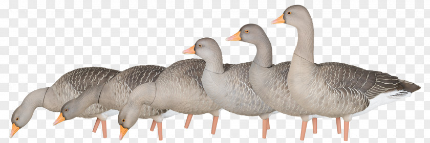 Goose Greylag Duck Mallard Decoy PNG