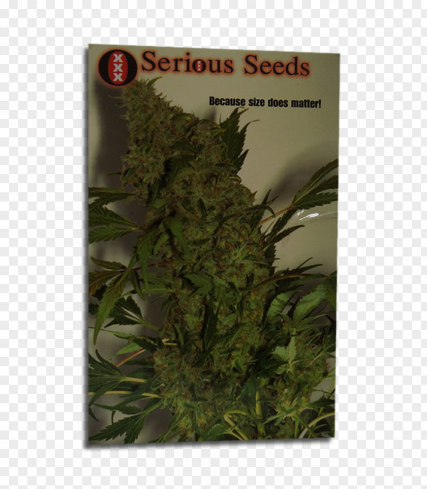 Cannabis Cup Skunk Sativa Haze PNG