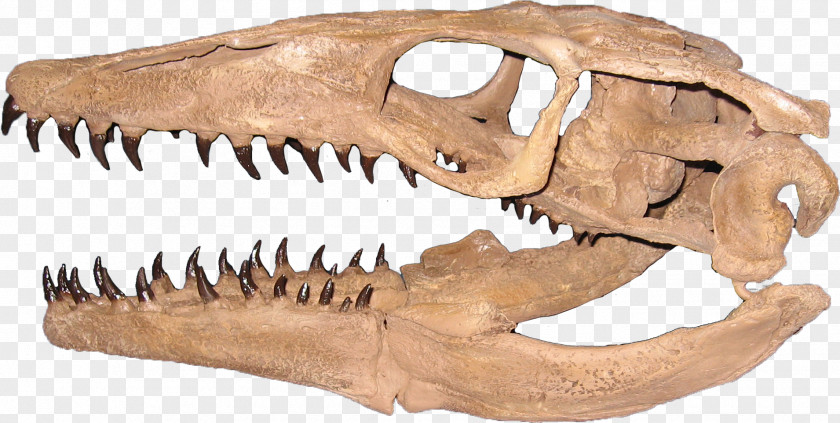 Dinosaur Plioplatecarpus Mosasaurus Tylosaurus Rocky Mountain Resource Center PNG