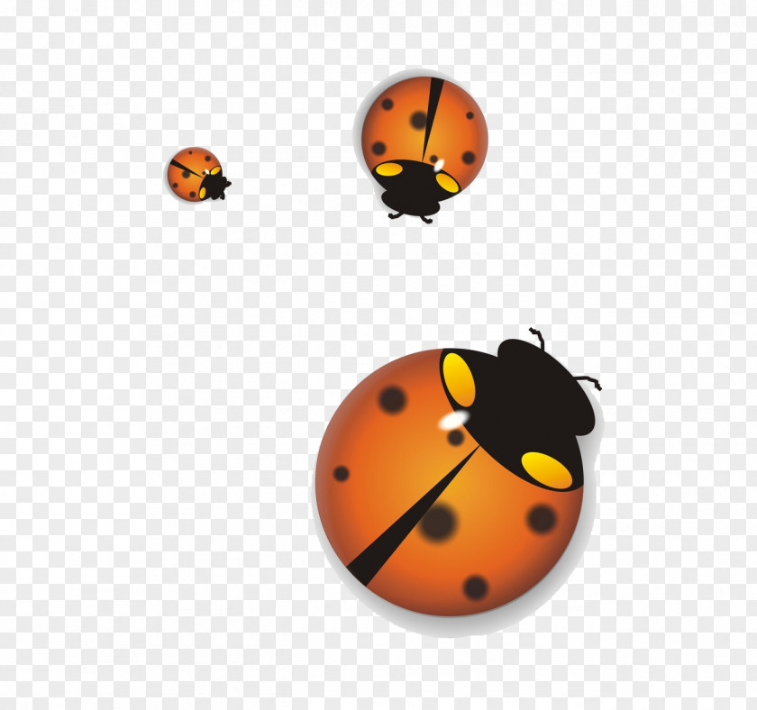 Ladybug Ladybird Insect PNG