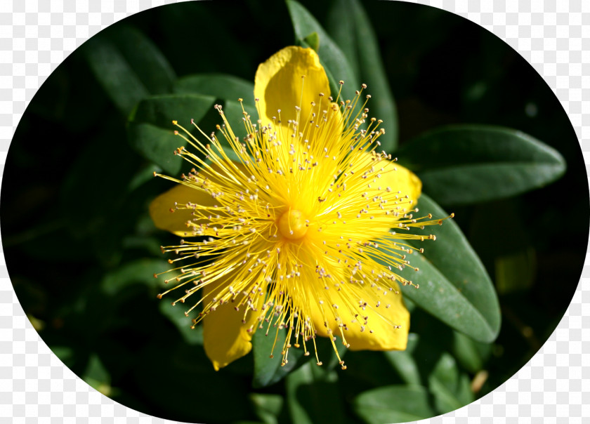 Seedling St. John's Wort Pollen PNG