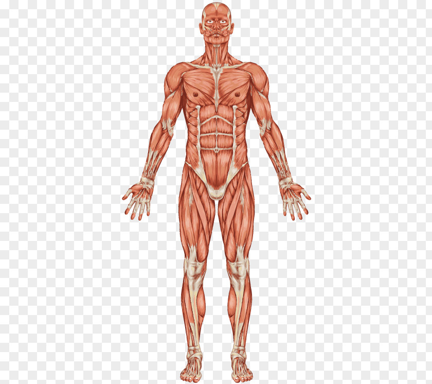The Muscular System Human Body Muscle Skeleton PNG