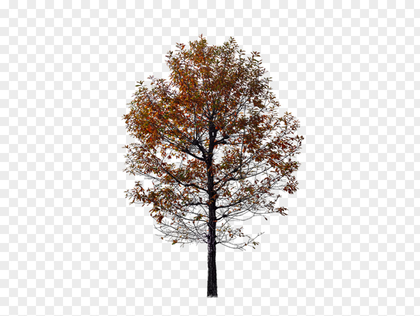 Autumn Red Tree Twig PNG