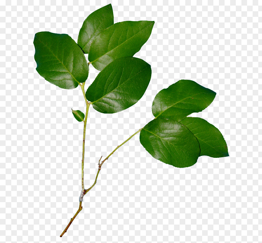 Leaf Twig Clip Art GIF PNG