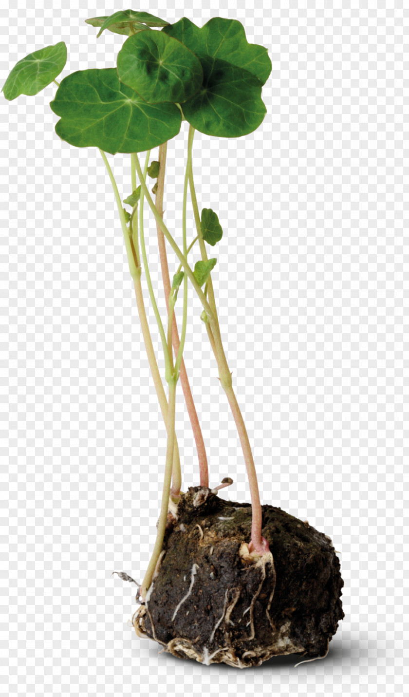 Plant Moss Tropaeolum Majus Stem Root Bedding PNG
