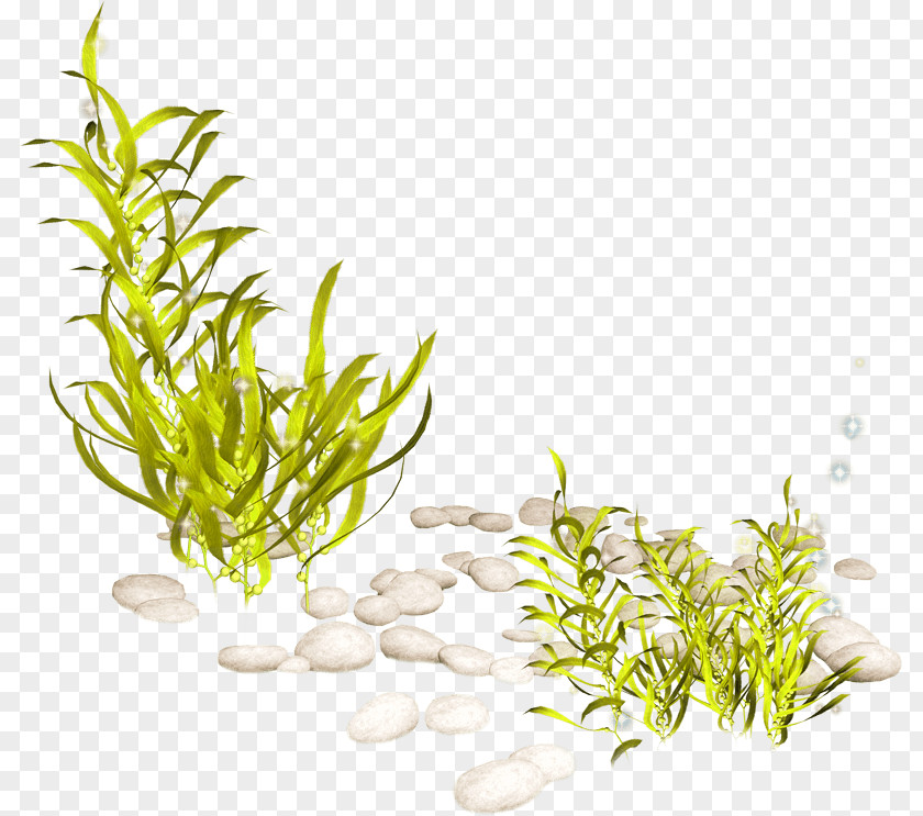 Seaweed Clipart Fish Aquatic Plants Clip Art PNG