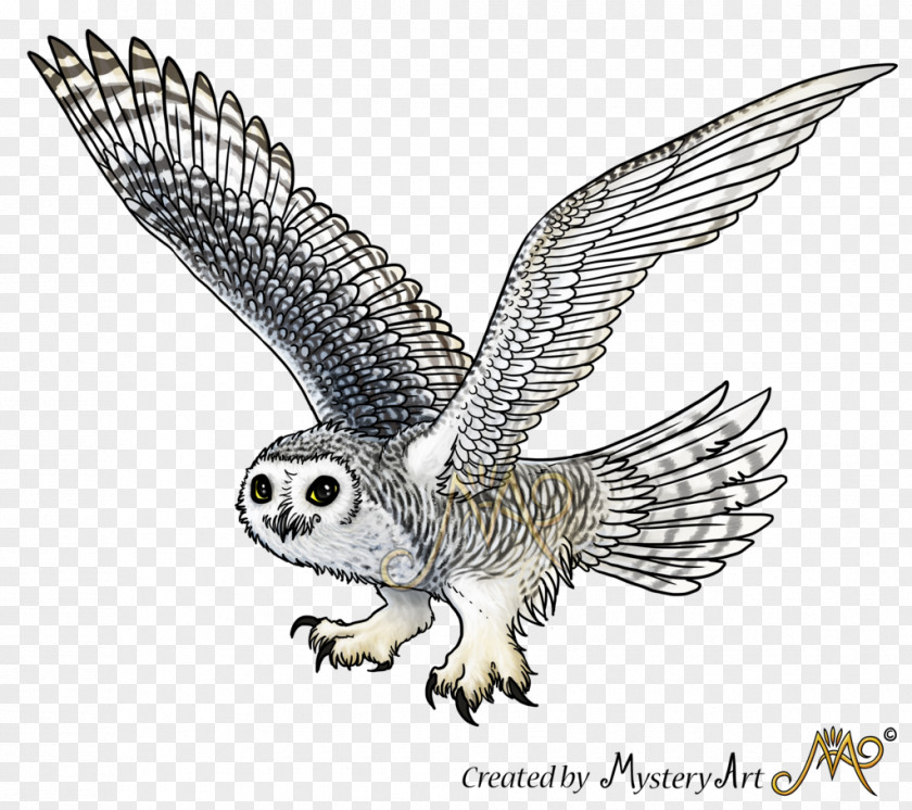 Snowy Owl Sketch PNG