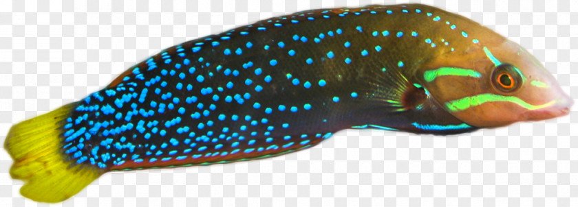 Tail Parrotfish Fish Cartoon PNG
