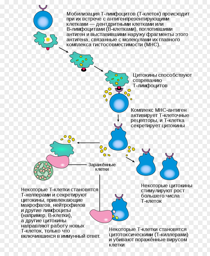 Activation Inflammation Immune System Plasma Cell Cytotoxic T PNG