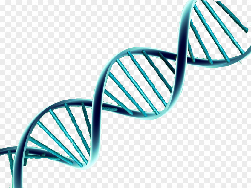 Exam DNA Nucleic Acid Double Helix Vector Genetics PNG