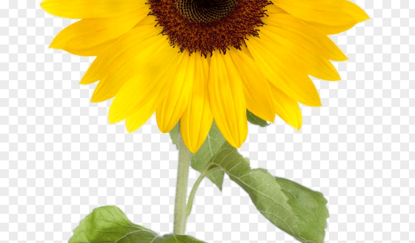 Flower Common Sunflower Desktop Wallpaper Clip Art PNG